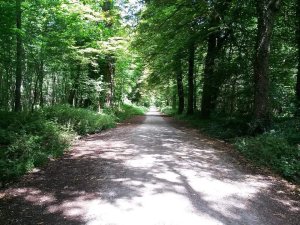 Sunlit path along Route Saint-Louis in Bois de Vincennes park, Paris