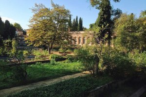 Lush green pathway surrounded by diverse plants in Jardin des plantes de Montpellier