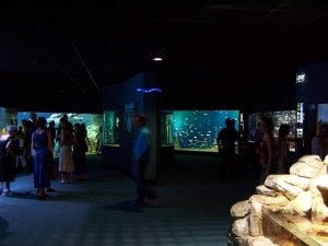 Large underwater tanks with diverse marine life at Aquarium de La Rochelle