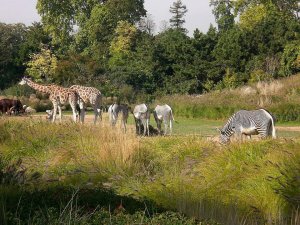 Giraffes and zebras in naturalistic enclosure at Lyon Parc de la Tête d'Or zoo